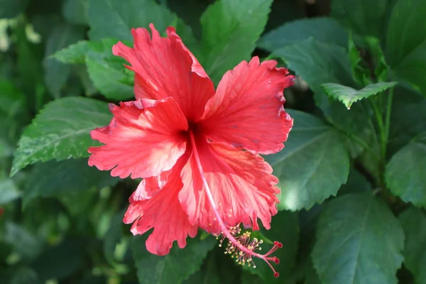 Image Sélective Hibiscus Fleurs Rouges Fleurs Mauve Rose Hibiscus Hawaïen — Photo