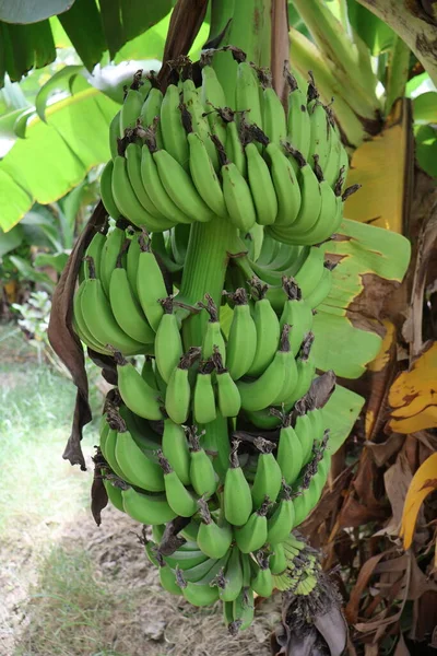 Селективное Изображение Зеленых Бананов Саду Плантации Банановых Деревьев — стоковое фото