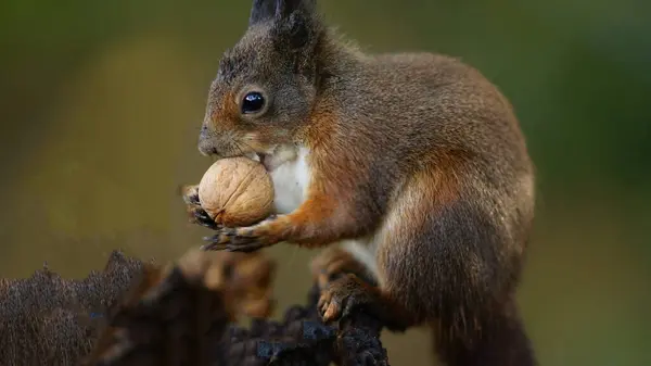 Close Squirrel Sciurid Vulgaris Ognevi Eating Nut Blurred Background — Stock Photo, Image