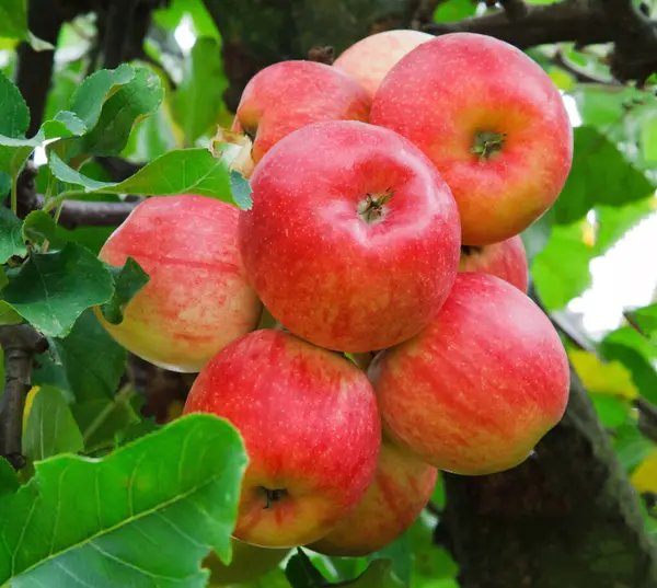 Selektiv Bild Röda Äpplen Grönt Äppelträd — Stockfoto