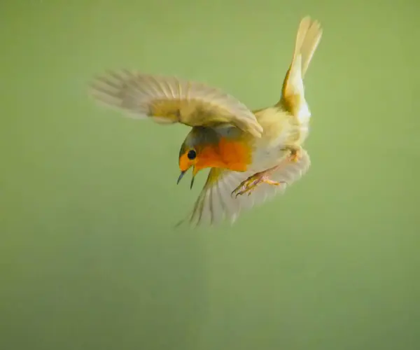 selective image of European robin Bird in aggressive mode with blurred background