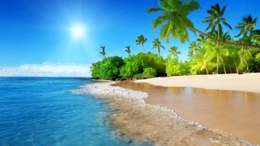 Palmiye ağacı ve güzel tropikal denizi olan kumsal