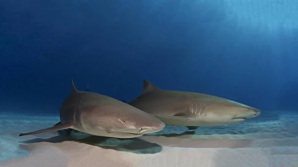selective image of Ancient predators tiger shark in deep blue sea