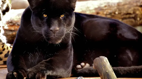 Black Jaguar Zoo — Stock Photo, Image