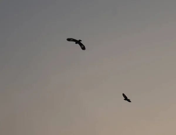 two birds flying in the sky at sunset