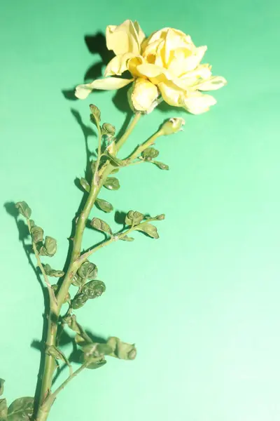 Detailní Záběr Žlutého Květu Zeleném Pozadí Stock Obrázky