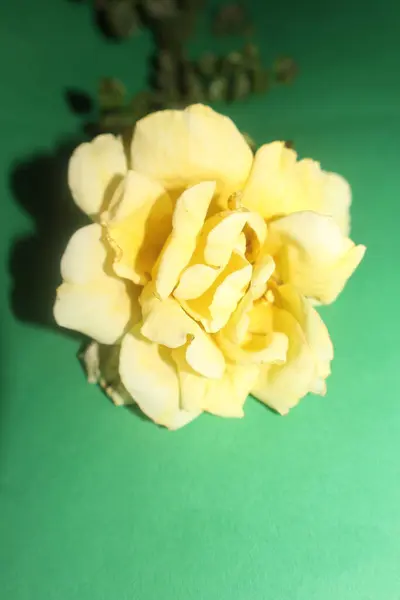 Krásná Žlutá Květina Černém Pozadí Stock Fotografie