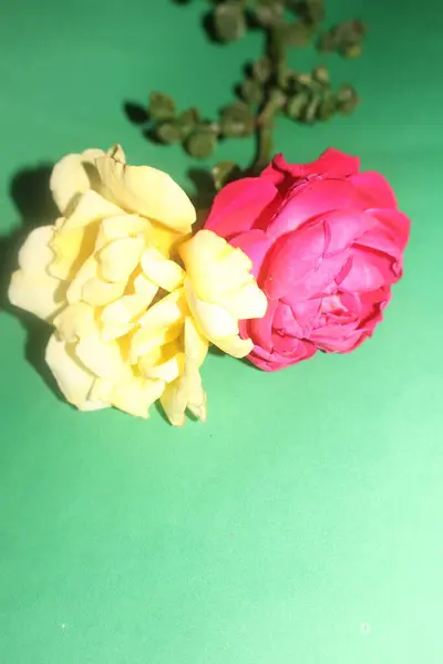 Krásná Růže Zahradě Stock Snímky