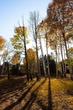 Yellow aspens in the fall casting long shadows on the ground, Flagstaff, Arizona.