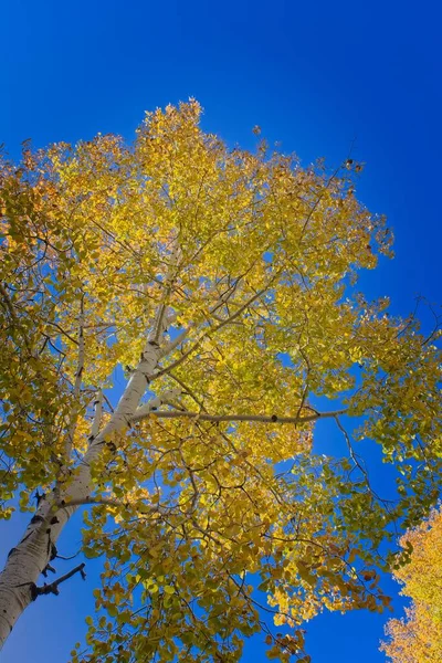 Kijkend Naar Een Gele Aspen Tegen Een Blauwe Lucht Herfst — Stockfoto