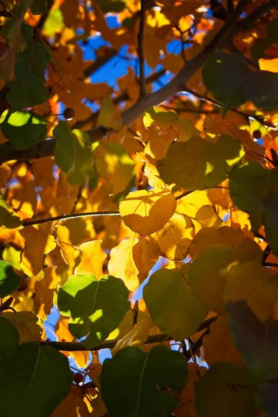 Close Van Levendige Gele Bladeren Herfst Cottonwood Arizona — Stockfoto