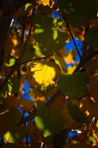 Κλείσιμο Των Κίτρινων Φύλλων Φθινόπωρο Cottonwood Αριζόνα — Φωτογραφία Αρχείου