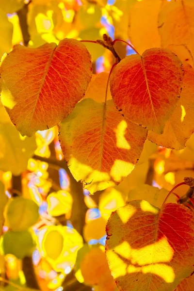 Close Van Levendige Gele Rode Bladeren Herfst Cottonwood Arizona — Stockfoto