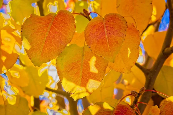 Close Van Levendige Gele Rode Bladeren Herfst Cottonwood Arizona — Stockfoto