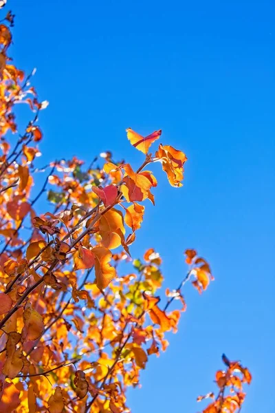 Ζωντανό Κίτρινο Και Κόκκινο Φύλλα Ενάντια Ένα Μπλε Ουρανό Φθινόπωρο — Φωτογραφία Αρχείου