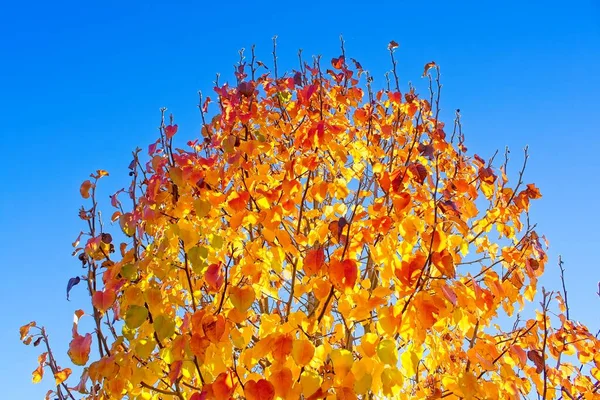 秋の青空 綿の木 アリゾナ州に対して鮮やかな黄色と赤の葉 — ストック写真