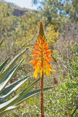 Aloe aculeata bitkisinin sarı ve kırmızı çiçekleri.