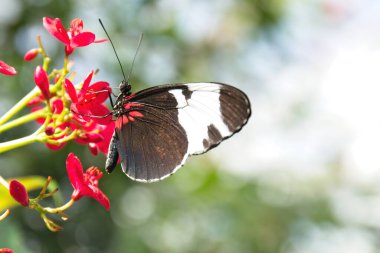 Siyah ve Beyaz Uzunkanat, Heliconius cydno, kırmızı çiçeklerle beslenen kelebek.