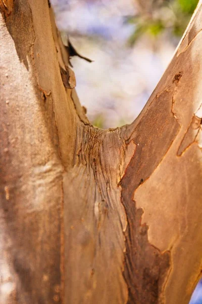 Closeup Eucalyptus Tree Showing Various Colors Brown Bark Fork Tree — Stock Photo, Image