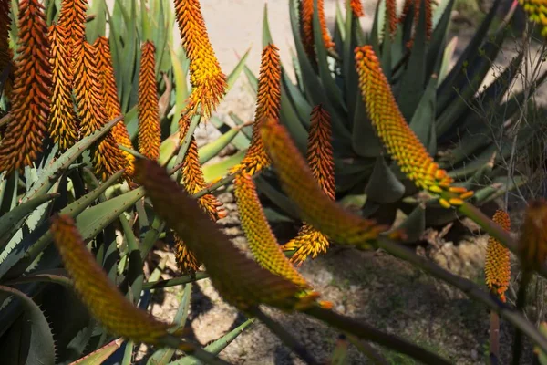 Floraison Jaune Rouge Une Plante Aloe Aculeata — Photo