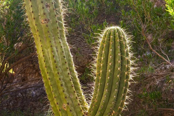 Toile Araignée Entre Deux Bras Cactus Boyce Thompson Arboretum Arizona — Photo