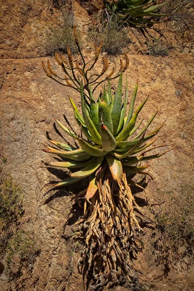 Blühende Aloe Pflanze Wächst Aus Einer Senkrechten Felswand — Stockfoto