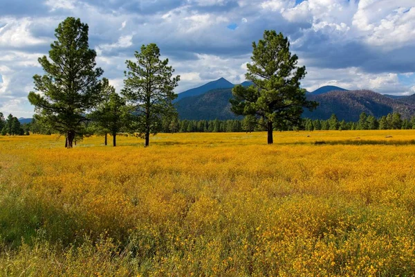 stock image A sea of yellow wildflowers at Buffalo Park, Flagstaff, Arizona. Mountains are in the background, clouds fill the sky and pines are in the scene. 