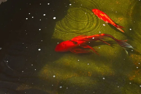 Laranja Koi Peixe Uma Lagoa Peixes Com Fundo Verde Bolhas — Fotografia de Stock