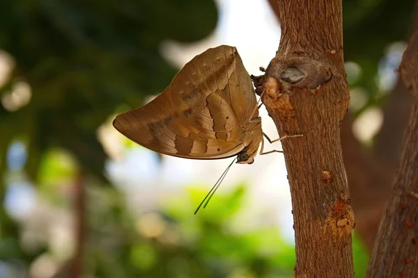 Kahverengi Beyaz Kelebek Arka Planda Yeşillik Olan Bir Dalda — Stok fotoğraf