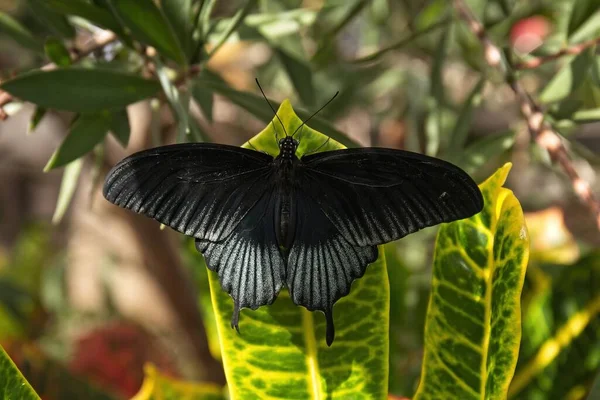 Schwarzer Und Weißer Schmetterling Auf Einem Grün Gefärbten Blatt Mit — Stockfoto
