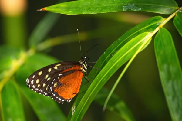 黑色和白色的蝴蝶栖息在长长的绿叶上 — 图库照片