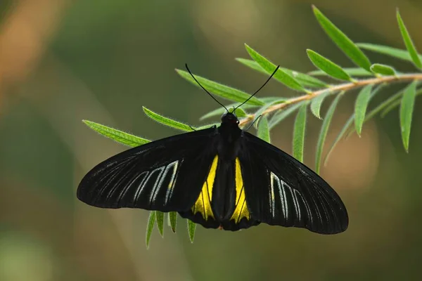 Een Gewone Vogelvlinder Troides Rhadamantus Een Tak Met Groene Bladeren — Stockfoto