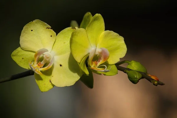 Orquídeas Amarillas Creciendo Invernadero —  Fotos de Stock
