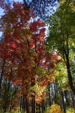 Arizona, Oak Creek Kanyonu 'ndaki yeşil ve sarı bir ormanda kırmızı bir akçaağaç..