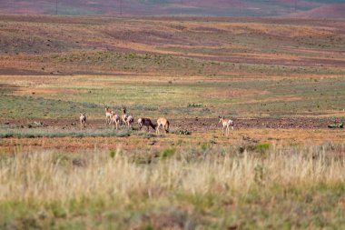 Pronghorn sürüsü, Americana antilocapra Prescott, Arizona yakınlarındaki bir tarlada otluyor..