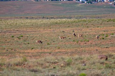Pronghorn sürüsü, Americana antilocapra Prescott, Arizona yakınlarındaki bir tarlada otluyor..