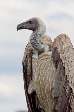 Arka planda beyaz bulutlar ve mavi gökyüzü olan kızgın görünümlü bir akbabaya yakın çekim.