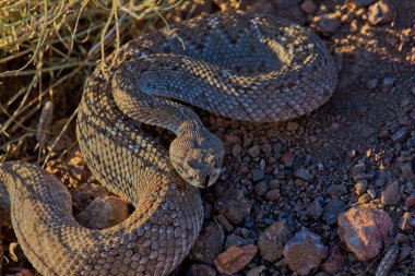 Batı Diamondback Çıngıraklı Yılan, Crotalus Atrox, Arizona 'yı vurmaya hazır..