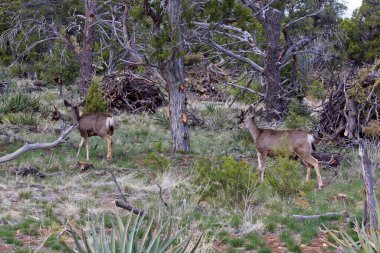 Katır geyiği, Odocoileus Hemionus, Walnut Canyon, Arizona 'daki ormanda..