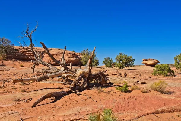 Ett Dött Träd Canyon Chelle Arizona Små Enbär Träd Och — Stockfoto