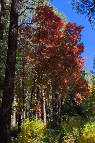 Een Rode Esdoorn Boom Een Groen Geel Woud Herfst Oak — Stockfoto