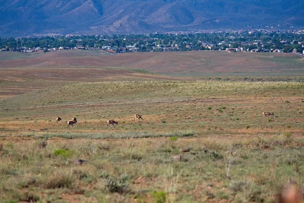 Hjord Pronghorn Americana Antilocapra Betande Ett Fält Nära Prescott Arizona — Stockfoto