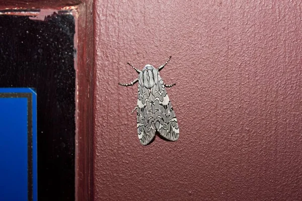 Imagem Tiger Moth Arachnis Picta Mostrando Vermelho Uma Moldura Porta — Fotografia de Stock