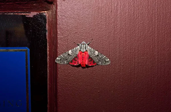 Pictured Tiger Moth Arachnis Picta Showing Red Wings Door Frame — Stock Photo, Image