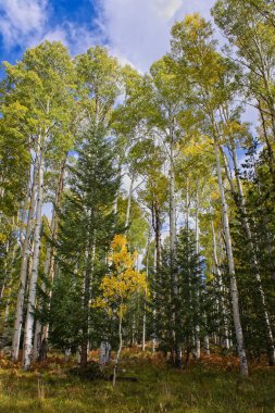 Yellow aspen and green pine trees in the fall. Snowbowl, Flagstaff, Arizona. Clouds are in the sky.