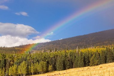 Sonbaharda sarı kavak ve yeşil çam ağaçları. Snowbowl, Flagstaff, Arizona. Bulutlar gökyüzünde ve dağlar arka planda..