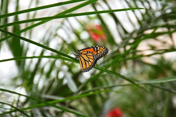 Papillon Monarque Danaus Plexippus Sur Une Longue Feuille Verte Mince — Photo