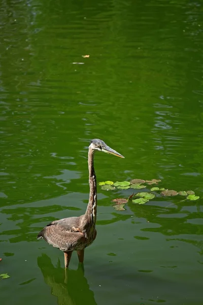 Reiher Steht Einem Grünen Teich Mit Lilienkissen Hintergrund — Stockfoto