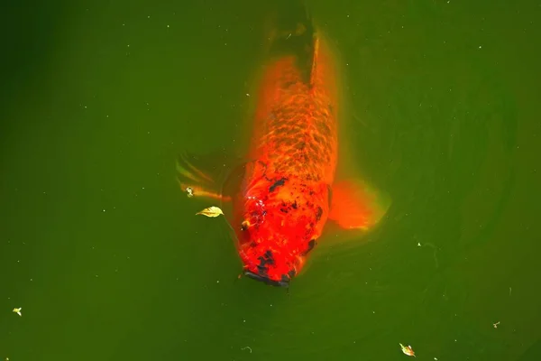 Zbliżenie Pomarańczowej Czarnej Ryby Koi Zielonym Stawie — Zdjęcie stockowe