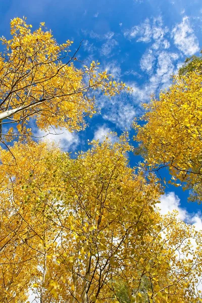 Opkijkend Naar Gele Espen Bomen Herfst Wolken Zijn Een Levendige — Stockfoto